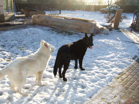 Weißer Schweizer Schäferhund Hunde Foto 29163 Weißer Schweizer Schäferhund Archil and Nero from Latvia