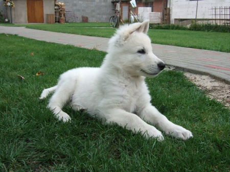 Weißer Schweizer Schäferhund Hunde Foto 29157 Weißer Schweizer Schäferhund Archil from Latvia