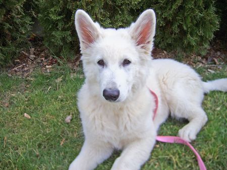 Weißer Schweizer Schäferhund Hunde Foto 41595 in höherer Auflösung ansehen Weißer Schweizer Schäferhund Unser Ambababy 4 Monate