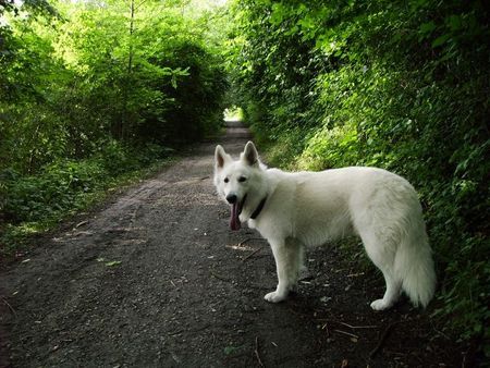 Weißer Schweizer Schäferhund Hunde Foto 26843 Weißer Schweizer Schäferhund Samy 2005