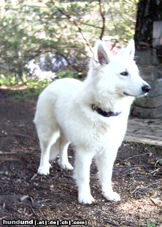 Weißer Schweizer Schäferhund Hunde Foto 15535 Weißer Schweizer Schäferhund Samy 1,5 J.