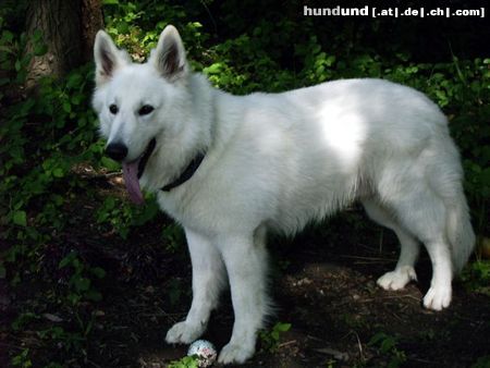 Weißer Schweizer Schäferhund Hunde Foto 23276 Weißer Schweizer Schäferhund Samy 3 j.