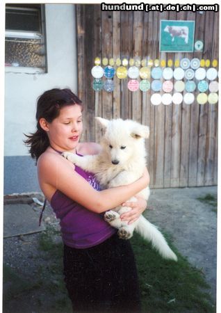 Weißer Schweizer Schäferhund Hunde Foto 7517 Weißer Schweizer Schäferhund Meine weisse Schäferhündin als ich und mein Kind sie vom Züchter abgeholt haben, mittlerweile ist sie 2 Jahre und 9 Monate alt. Habe vor sie in den nächsten wochen decken zu lassen.