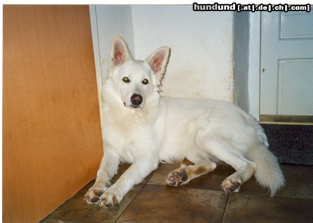 Weißer Schweizer Schäferhund Hunde Foto 7629 Weißer Schweizer Schäferhund Jessy