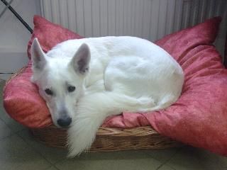 Weißer Schweizer Schäferhund Hunde Foto 43219 Weißer Schweizer Schäferhund