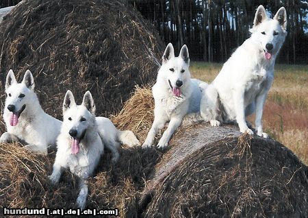 Weißer Schweizer Schäferhund Hunde Foto 7751 Weißer Schweizer Schäferhund 4 Generationen
