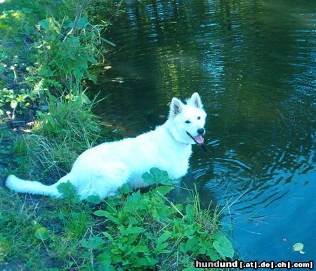 Weißer Schweizer Schäferhund Hunde Foto 20107 Weißer Schweizer Schäferhund Sky am Wasser