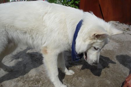 Weißer Schweizer Schäferhund Hunde Foto 35139 Weißer Schweizer Schäferhund