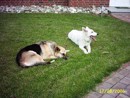Weißer Schweizer Schäferhund Hunde Foto 33746 Weißer Schweizer Schäferhund