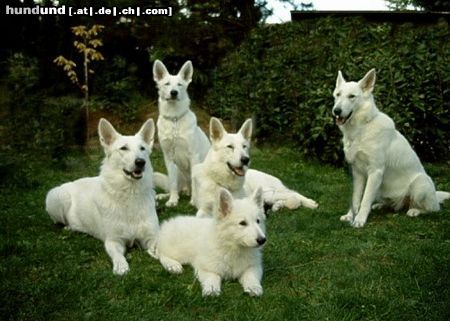 Weißer Schweizer Schäferhund Hunde Foto 10765 Weißer Schweizer Schäferhund Smooth White Bande