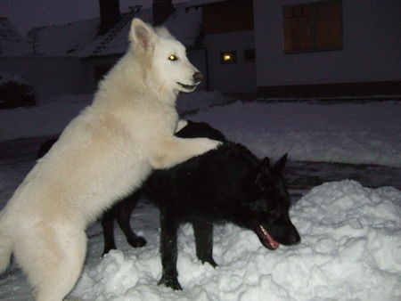 Weißer Schweizer Schäferhund Hunde Foto 29162 Weißer Schweizer Schäferhund Archil and Nero from Latvia