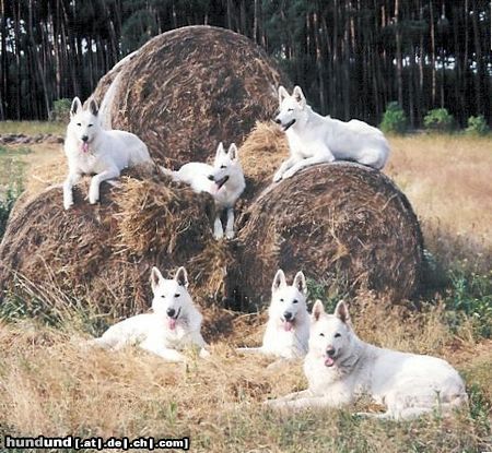 Weißer Schweizer Schäferhund Hunde Foto 7750 Weißer Schweizer Schäferhund unsere Traumhunde