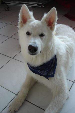 Weißer Schweizer Schäferhund Hunde Foto 35142 Weißer Schweizer Schäferhund