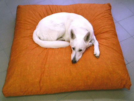 Weißer Schweizer Schäferhund Hunde Foto 40336 Weißer Schweizer Schäferhund Balu 18 Monate auf einer echten Liegewiese!