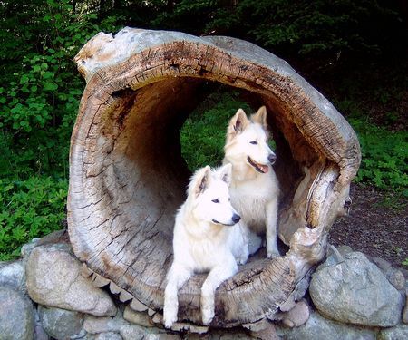 Weißer Schweizer Schäferhund Hunde Foto 33623 in höherer Auflösung ansehen Weißer Schweizer Schäferhund Sky und Anakin