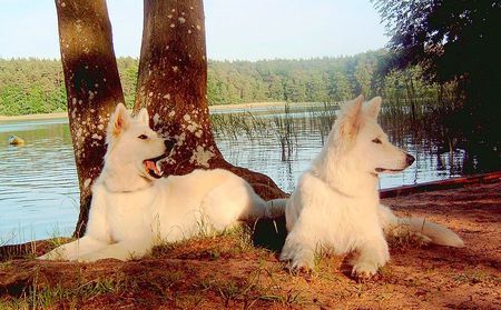 Weißer Schweizer Schäferhund Hunde Foto 33624 in höherer Auflösung ansehen Weißer Schweizer Schäferhund Sky und Anakin