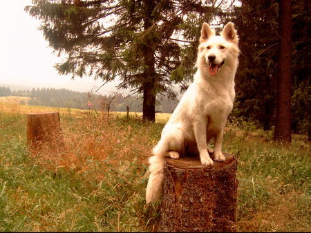 Weißer Schweizer Schäferhund Hunde Foto 33626 in höherer Auflösung ansehen Weißer Schweizer Schäferhund Sky