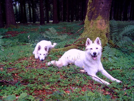 Weißer Schweizer Schäferhund Hunde Foto 33627 in höherer Auflösung ansehen Weißer Schweizer Schäferhund Sky