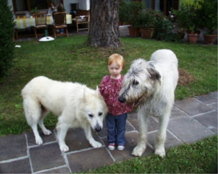 Weißer Schweizer Schäferhund Hunde Foto 26764 in höherer Auflösung ansehen Weißer Schweizer Schäferhund Das war mein lieber Grisha ! Ich möchte zu dem IW wieder einen