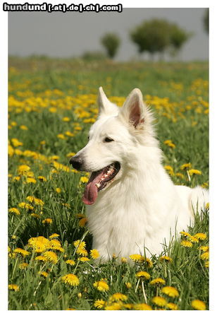 Weißer Schweizer Schäferhund Elroy  of Moonlight Paradise Mai 2010