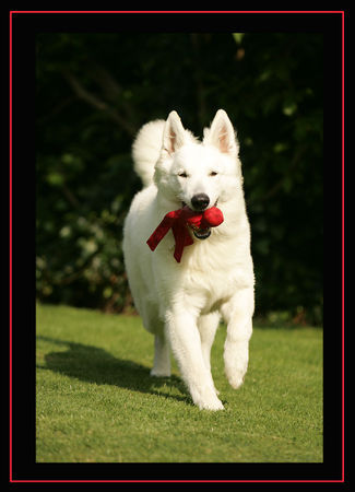 Weißer Schweizer Schäferhund Hunde Foto 42891 in höherer Auflösung ansehen Weißer Schweizer Schäferhund Weisser Schweizer Schäferhund geb. 09.11.07 Elory of Moonlight Paradise