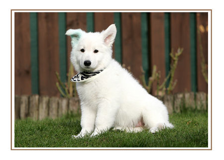 Weißer Schweizer Schäferhund Hunde Foto 42890 in höherer Auflösung ansehen Weißer Schweizer Schäferhund Weisser Schweizer Schäferhund geb. 09.11.07 Elory of Moonlight Paradise