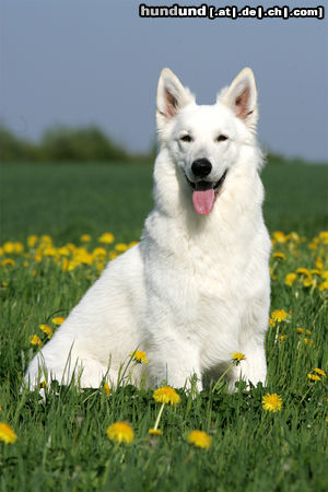 Weißer Schweizer Schäferhund Elroy of Moonlight Paradise, mein Traum in WEISS