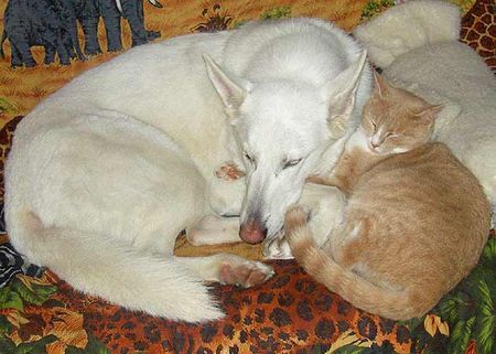 Weißer Schweizer Schäferhund Hunde Foto 33935 in höherer Auflösung ansehen Weißer Schweizer Schäferhund Aura und Mogli