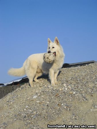 Weißer Schweizer Schäferhund