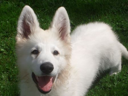 Weißer Schweizer Schäferhund Hunde Foto 34377 Weißer Schweizer Schäferhund