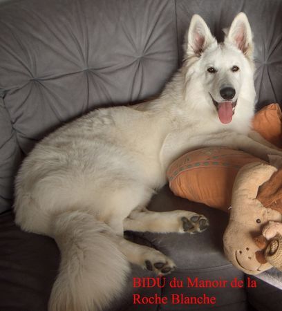 Weißer Schweizer Schäferhund Hunde Foto 36183 in höherer Auflösung ansehen Weißer Schweizer Schäferhund deckrüde