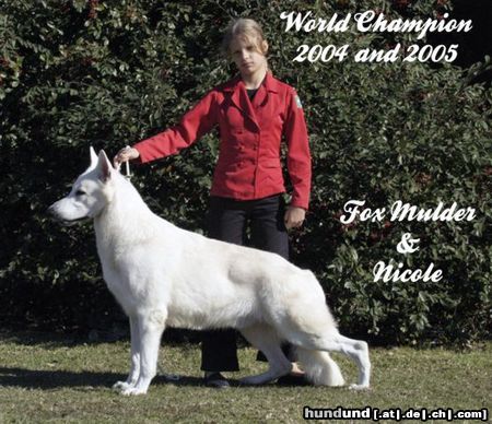 Weißer Schweizer Schäferhund Hunde Foto 25541 in höherer Auflösung ansehen Weißer Schweizer Schäferhund Fox Mulder,World Champion 2004 and 2005