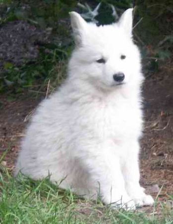 Weißer Schweizer Schäferhund Hunde Foto 33877 in höherer Auflösung ansehen Weißer Schweizer Schäferhund Bonito-Snow vom Rüstjer Forst mit 7 Wochen