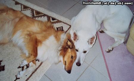 Weißer Schweizer Schäferhund Hunde Foto 44496 Weißer Schweizer Schäferhund