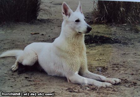 Weißer Schweizer Schäferhund Hunde Foto 44503 Weißer Schweizer Schäferhund