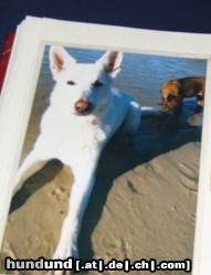 Weißer Schweizer Schäferhund Hunde Foto 44218 in höherer Auflösung ansehen Weißer Schweizer Schäferhund Cary ( Bellyeu)