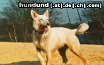 Weißer Schweizer Schäferhund Hunde Foto 44221 in höherer Auflösung ansehen Weißer Schweizer Schäferhund Cary ( Bellyeu)