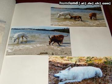 Weißer Schweizer Schäferhund Hunde Foto 44220 in höherer Auflösung ansehen Weißer Schweizer Schäferhund Cary ( Bellyeu)