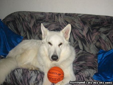 Weißer Schweizer Schäferhund Hunde Foto 6829 Weißer Schweizer Schäferhund mein ganzer stolz