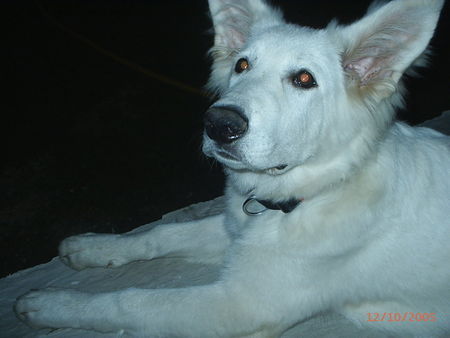 Weißer Schweizer Schäferhund Hunde Foto 27167 Weißer Schweizer Schäferhund Bin ich nicht schön?! Ich heiße Barkley of White Condor