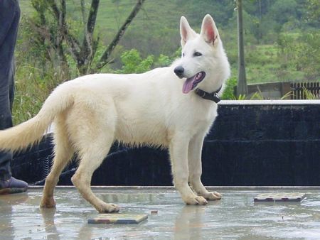 Weißer Schweizer Schäferhund Hunde Foto 36789 in höherer Auflösung ansehen Weißer Schweizer Schäferhund
