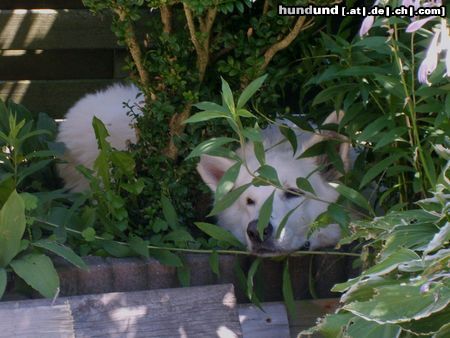 Weißer Schweizer Schäferhund ferien in holland  und viel zu heiß