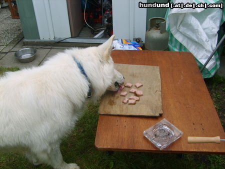 Weißer Schweizer Schäferhund frühstück von Quew  7 jahre alt