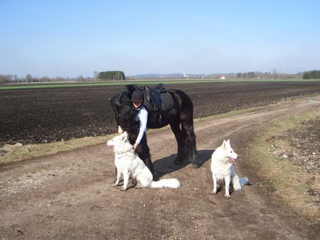 Weißer Schweizer Schäferhund Hunde Foto 43465 Weißer Schweizer Schäferhund