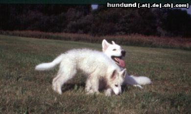 Weißer Schweizer Schäferhund Hunde Foto 17535 in höherer Auflösung ansehen Weißer Schweizer Schäferhund Der Welpe ist mittlerweile auch wieder sauber