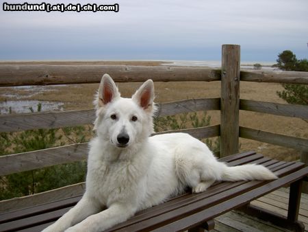 Weißer Schweizer Schäferhund Hunde Foto 15094 in höherer Auflösung ansehen Weißer Schweizer Schäferhund eine ganze bank für mich allein.....