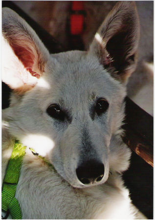Weißer Schweizer Schäferhund Hunde Foto 31068 in höherer Auflösung ansehen Weißer Schweizer Schäferhund Missie