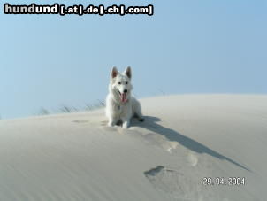 Weißer Schweizer Schäferhund Hunde Foto 25692 in höherer Auflösung ansehen Weißer Schweizer Schäferhund