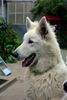 Weißer Schweizer Schäferhund Foto: Hunter-Louis und Edina-Shirley of beautiful White (ID 6560) Weißer Schweizer Schäferhund Hund