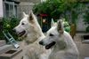 Weißer Schweizer Schäferhund Foto: Hunter-Louis und Edina-Shirley of beautiful White (ID 6561) Weißer Schweizer Schäferhund Hund